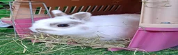 Netherland Dwarf rabbits for sale: Tiny Netherland Dwarfs - Vaccinated 3 IN 1 RESERVE - Advert 5