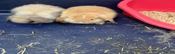 Mini Lop rabbits for sale: Gorgeous Mini Lop Bunnies - Advert 4