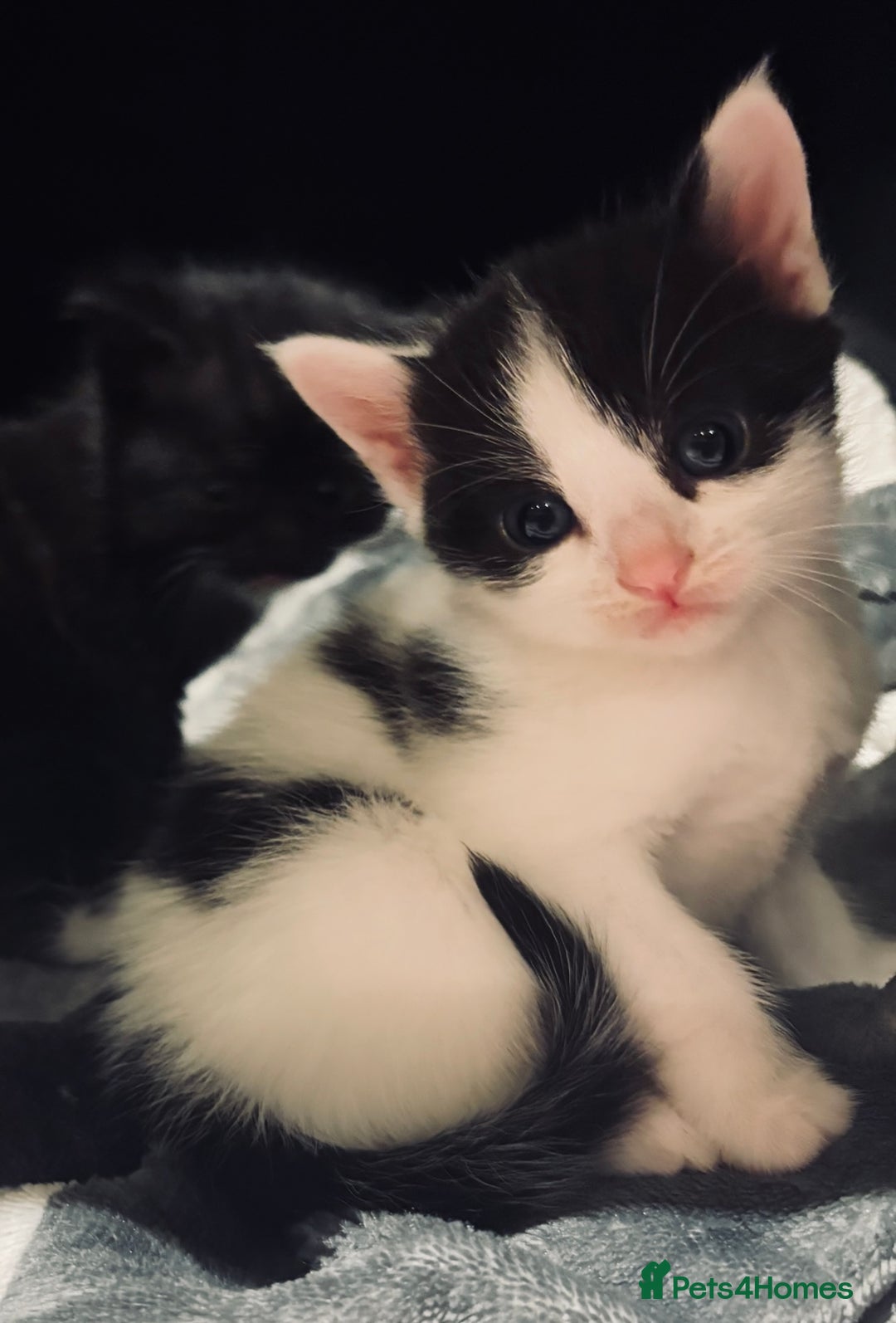 British Shorthair cats for sale: Female Kittens - Image 6