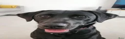 Labrador Retriever dogs for sale: KC Registered Labrador Pups  - Advert 1