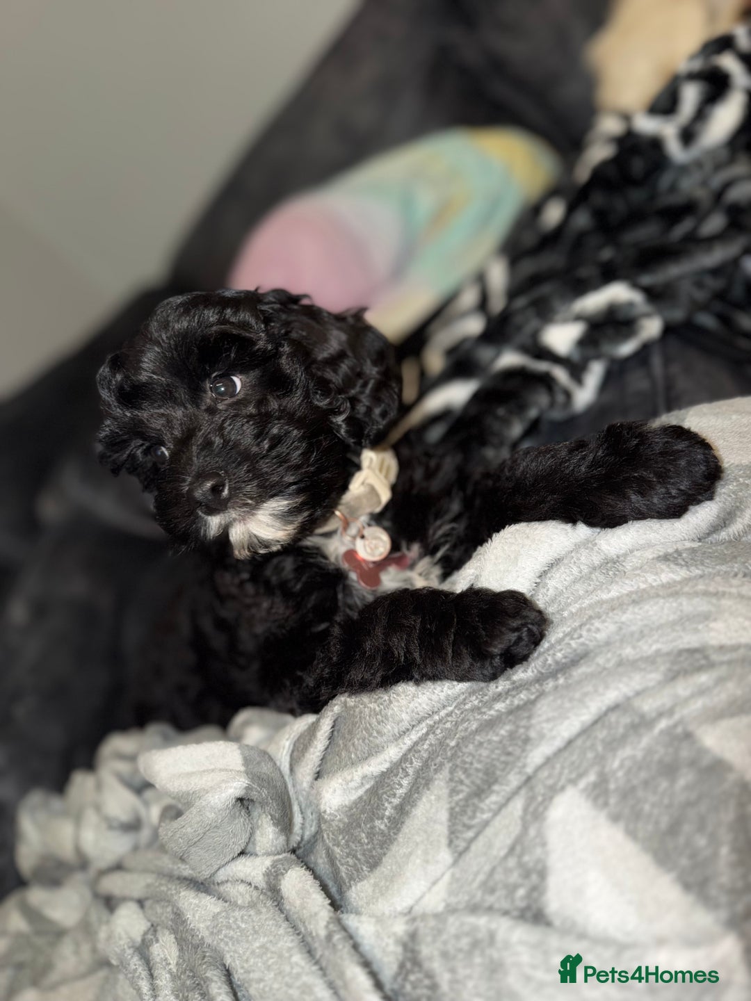 Cockapoo dogs for sale: Female cockapoo - Advert 6