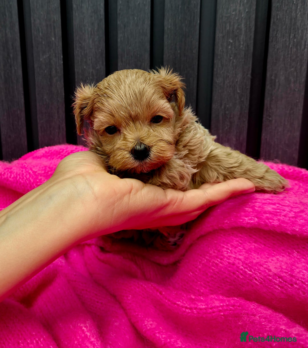 Maltipoo dogs for sale: Tiny Maltipoo Puppies for  sale - Image 2