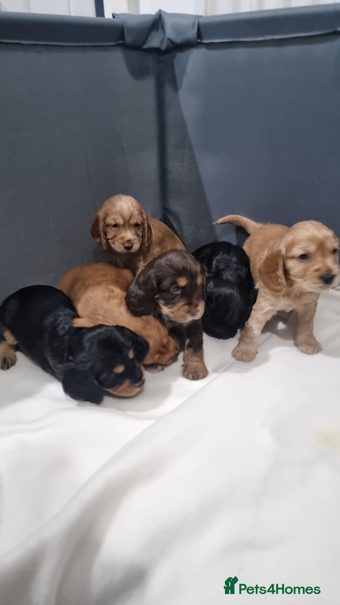 Cocker Spaniel dogs for sale: KC REGISTERED COCKER SPANIELS - Advert 1