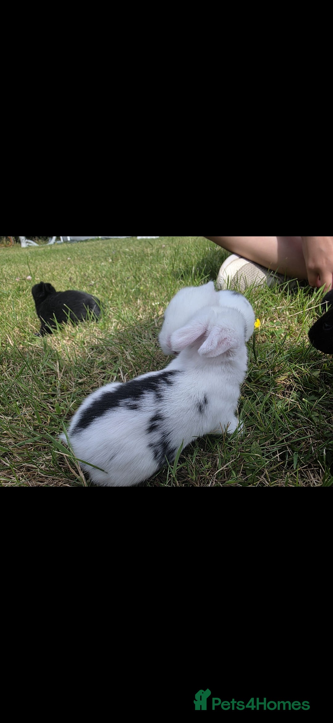 Mini Lop rabbits for sale: Baby mini lop rabbits - Image 5
