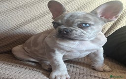 French Bulldog dogs for sale: LAST FEMALE LEFT REDUCED💞 - Image 1
