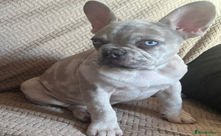 French Bulldog dogs - Advert 1