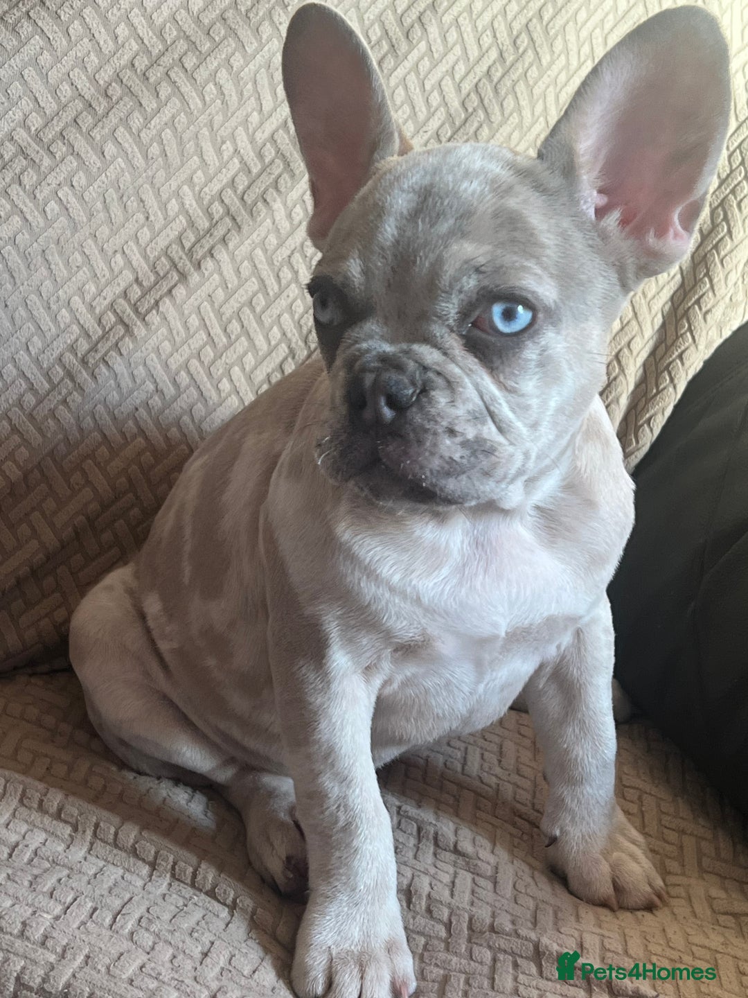 French Bulldog dogs for sale: LAST FEMALE LEFT REDUCED💞 - Image 1