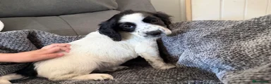 Sprocker Puppy 2