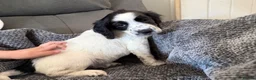Sprocker dogs for sale: Sprocker spaniel ❤️ 🐾  - Advert 3