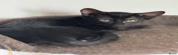 Mixed Breed cats for sale: Oriental Kittens for sale, Ready NOW, 4 left - Advert 5