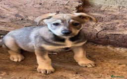 Mixed Breed dogs for adoption: 💝 💝🐾🐾INTRODUCING PUPPY GIRL PIPPA🐾🐾🐾🐾🐾 - Image 1