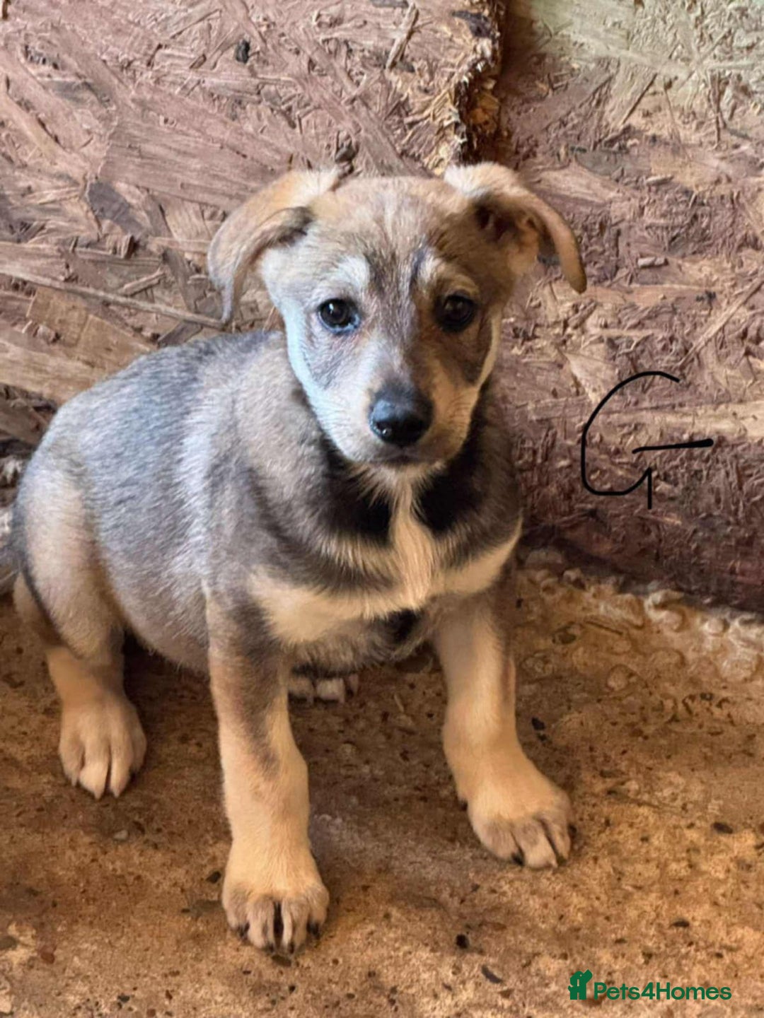 Mixed Breed dogs for adoption: 💝 💝🐾🐾INTRODUCING PUPPY GIRL PIPPA🐾🐾🐾🐾🐾 - Image 1