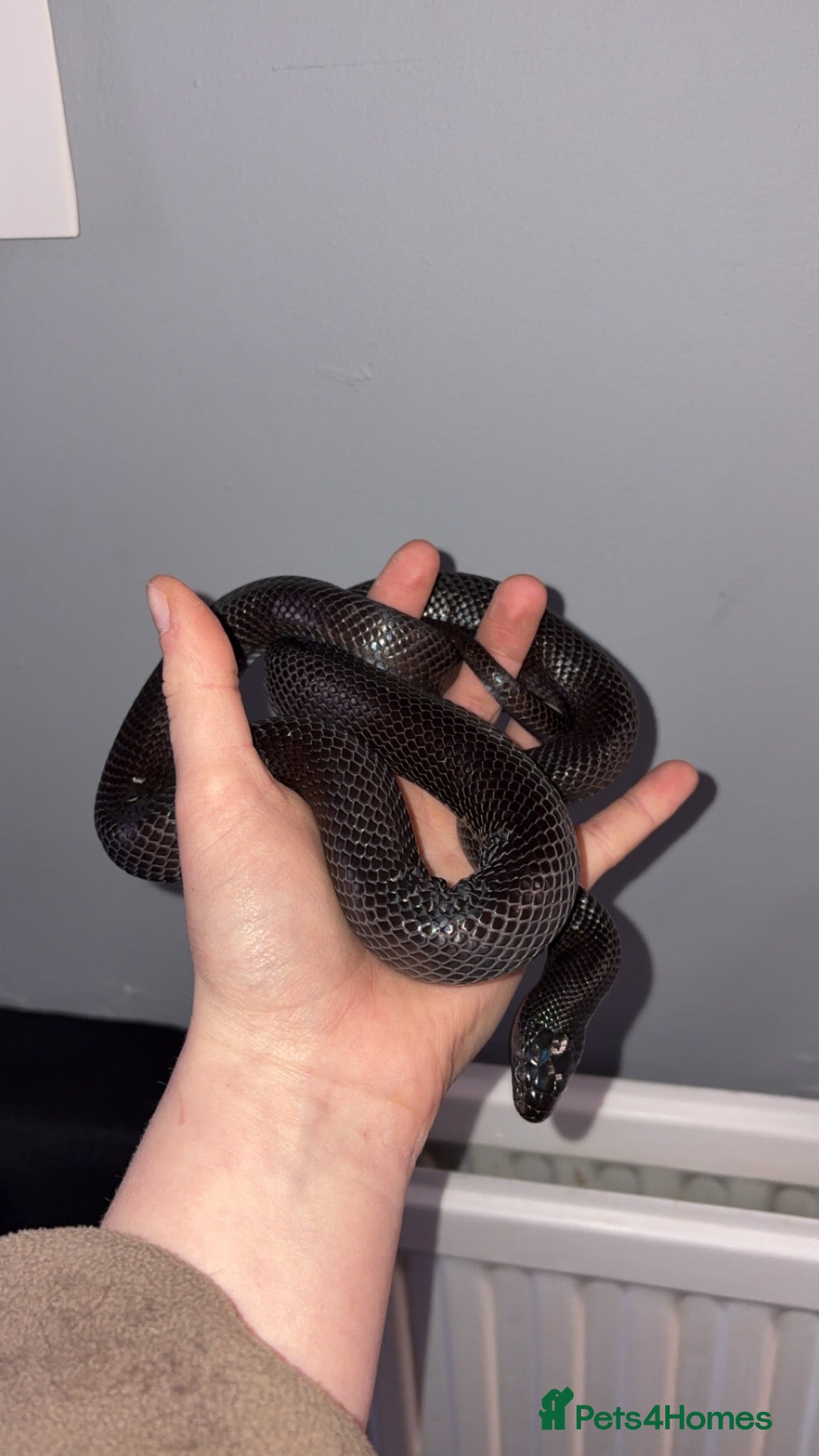 King Snake reptiles Male Mexican Black Kingsnake - Advert 2