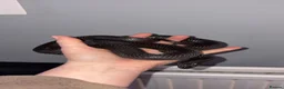 King Snake reptiles for sale: Male Mexican Black Kingsnake - Advert 2