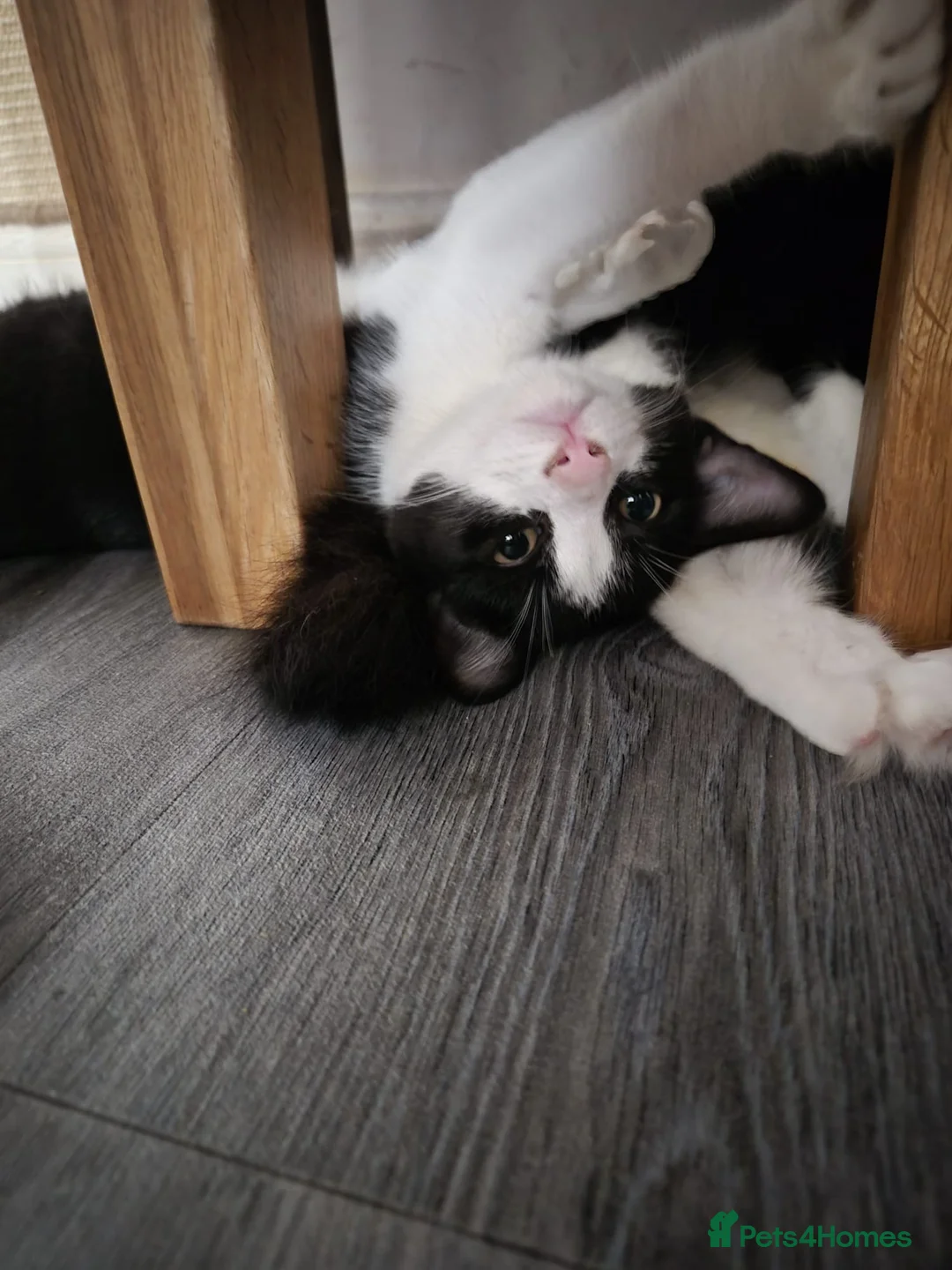 Mixed Breed cats for sale: 2 little boys looking for forever home  in Gloucester - Advert 2