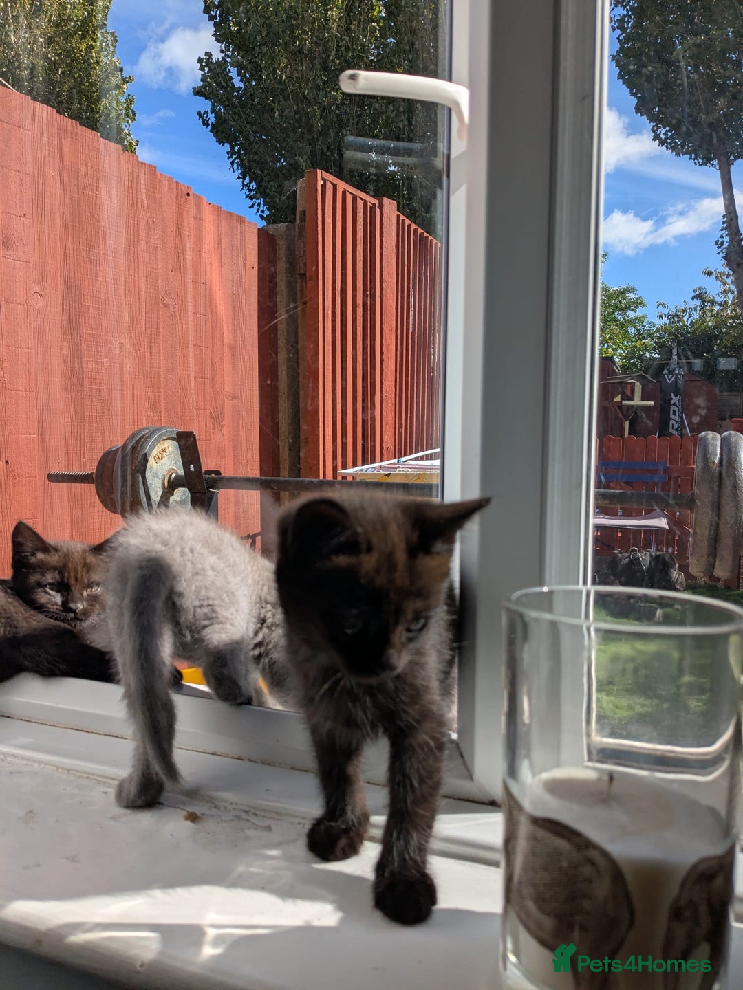 Mixed Breed cats for sale: 2 male kittens  - Image 2