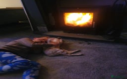 Bengal cats for sale: Mother and daughter bengal for rehoming  - Image 8