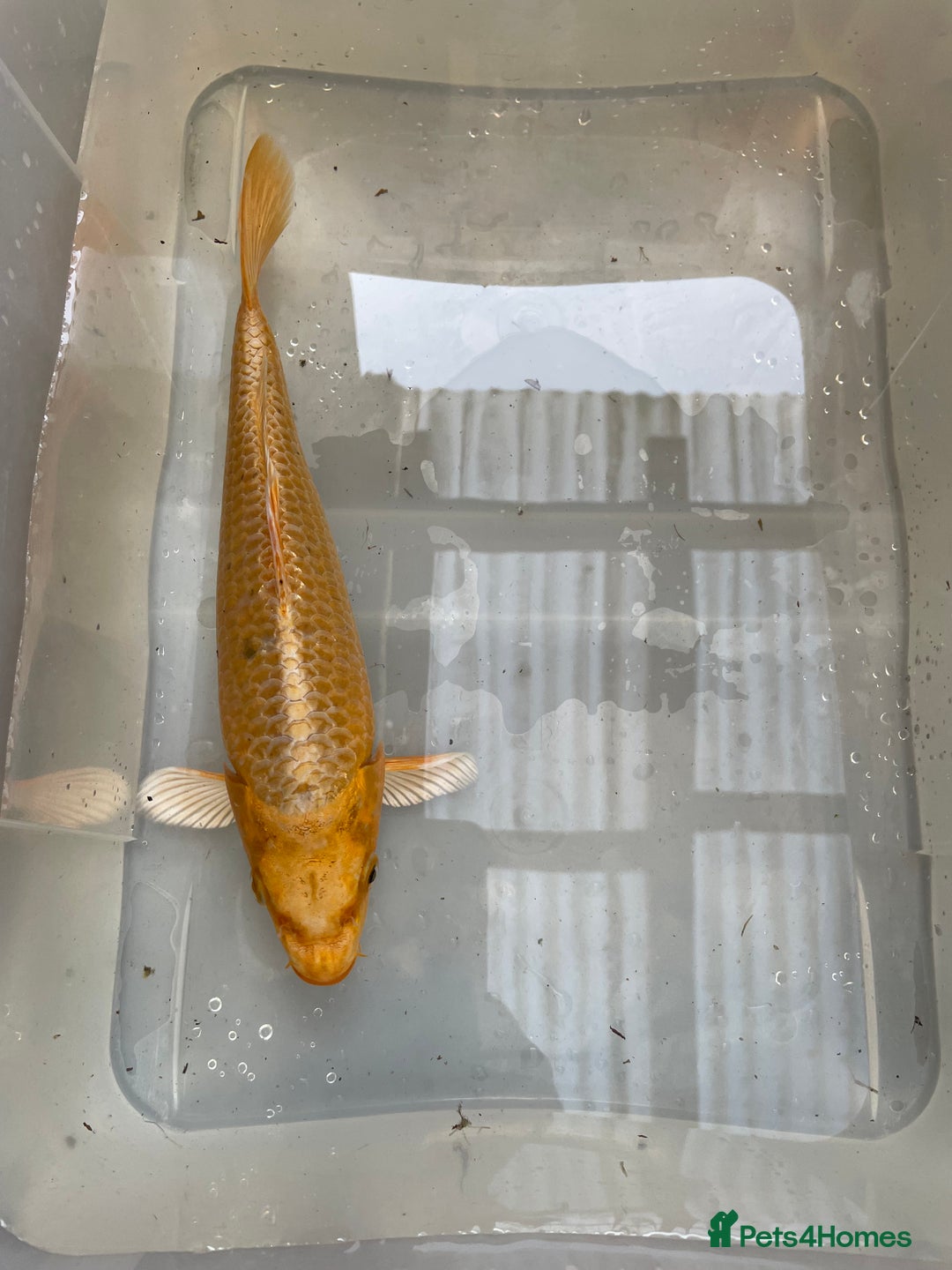 Koi Carp fish for sale: 💥QUALITY KOI CARP COLOURFUL NICE SELECTION💥 - Image 15