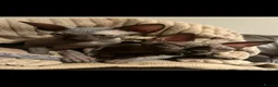 Sphynx cats for sale: Canadian Sphynx kitten  - Advert 7