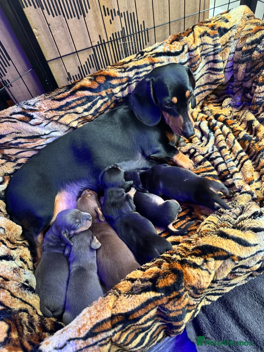 Miniature Dachshund dogs for sale: Miniature Dachshund Puppies - Advert 1