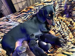 Miniature Dachshund dogs Miniature Dachshund Puppies - Advert 2