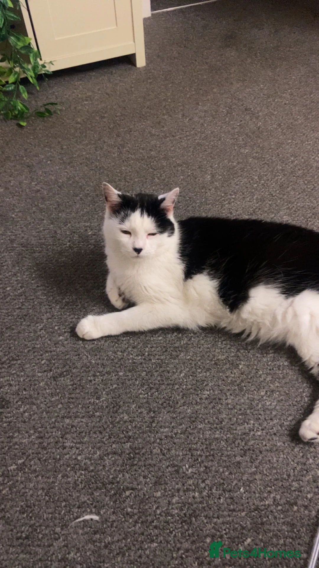 Mixed Breed cats for sale: Male cat for sale 9 years old  in Swindon - Advert 2