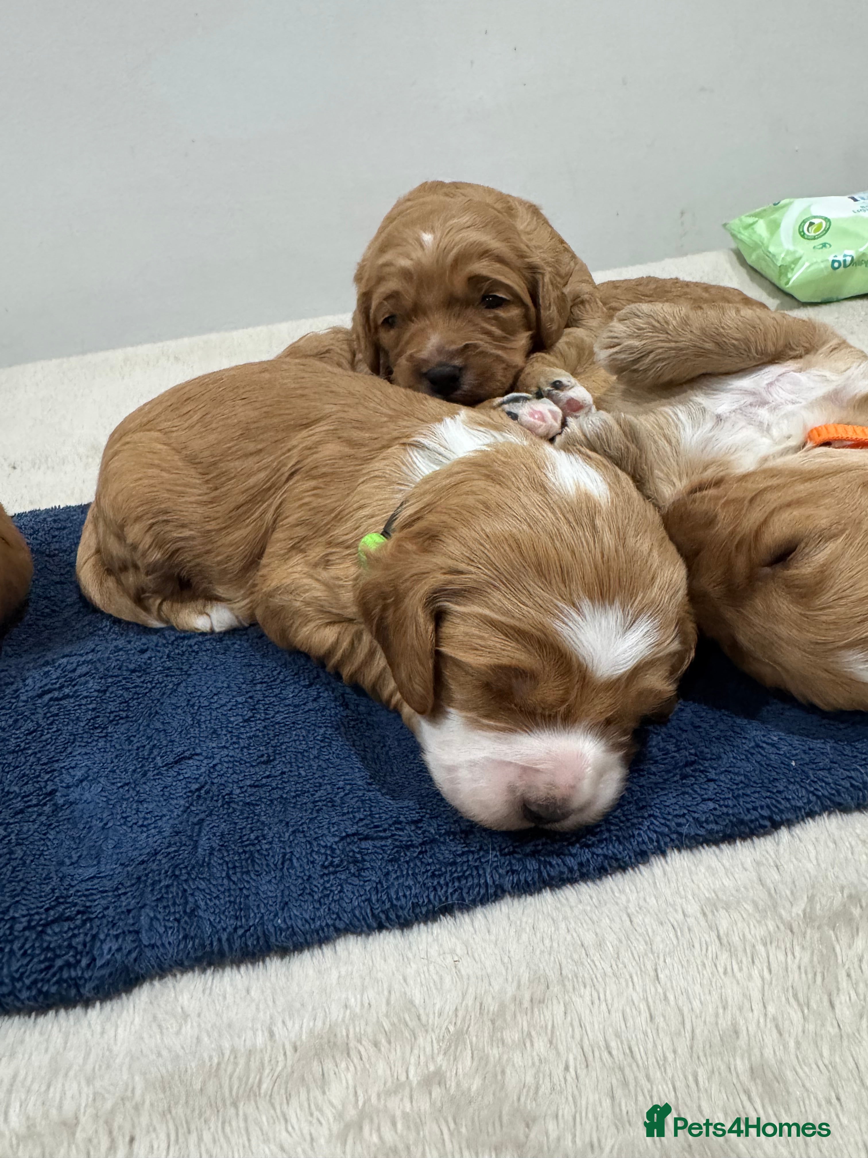 Cavapoo dogs Gorgeous health tested cavapoo puppies  - Advert 1