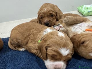 Cavapoo dogs Gorgeous health tested cavapoo puppies - Advert 1
