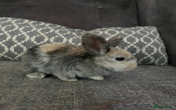 Mini Lop rabbits for sale: Mini lop baby bunnies - Image 9
