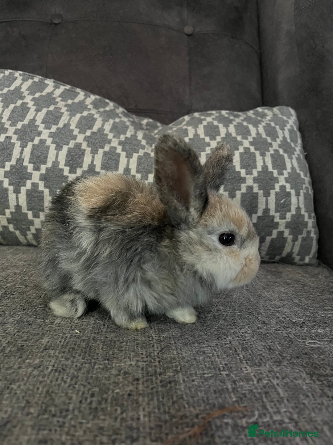 Mini Lop rabbits for sale: Mini lop baby bunnies - Image 9