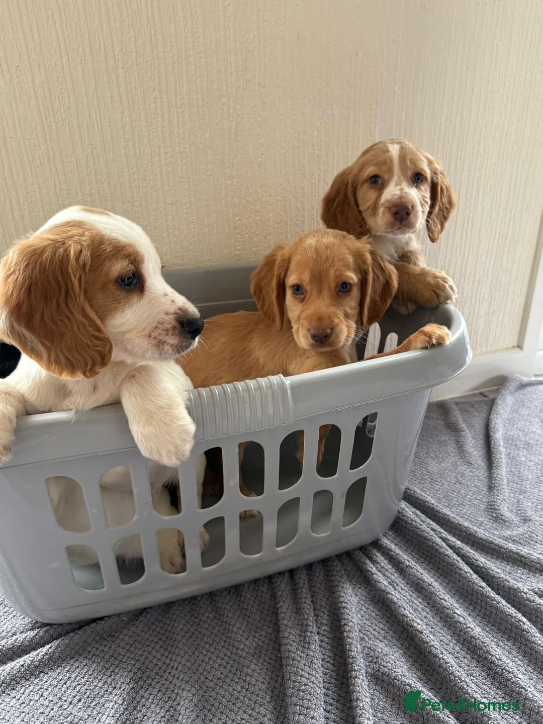 Cocker Spaniel dogs for sale: Beautiful cocker spaniel puppies for sale  - Advert 4