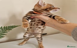 Bengal cats for sale: Stunning Glittered Pedigree Benga kittens  - Image 24