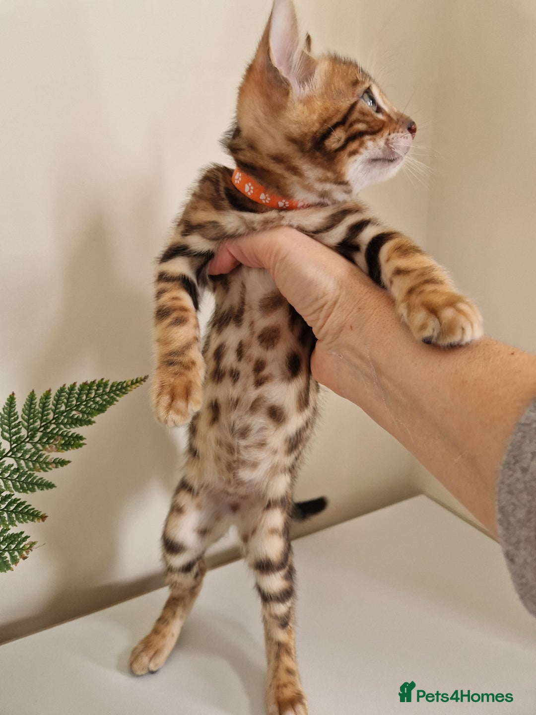 Bengal cats for sale: Stunning Glittered Pedigree Benga kittens  - Image 24