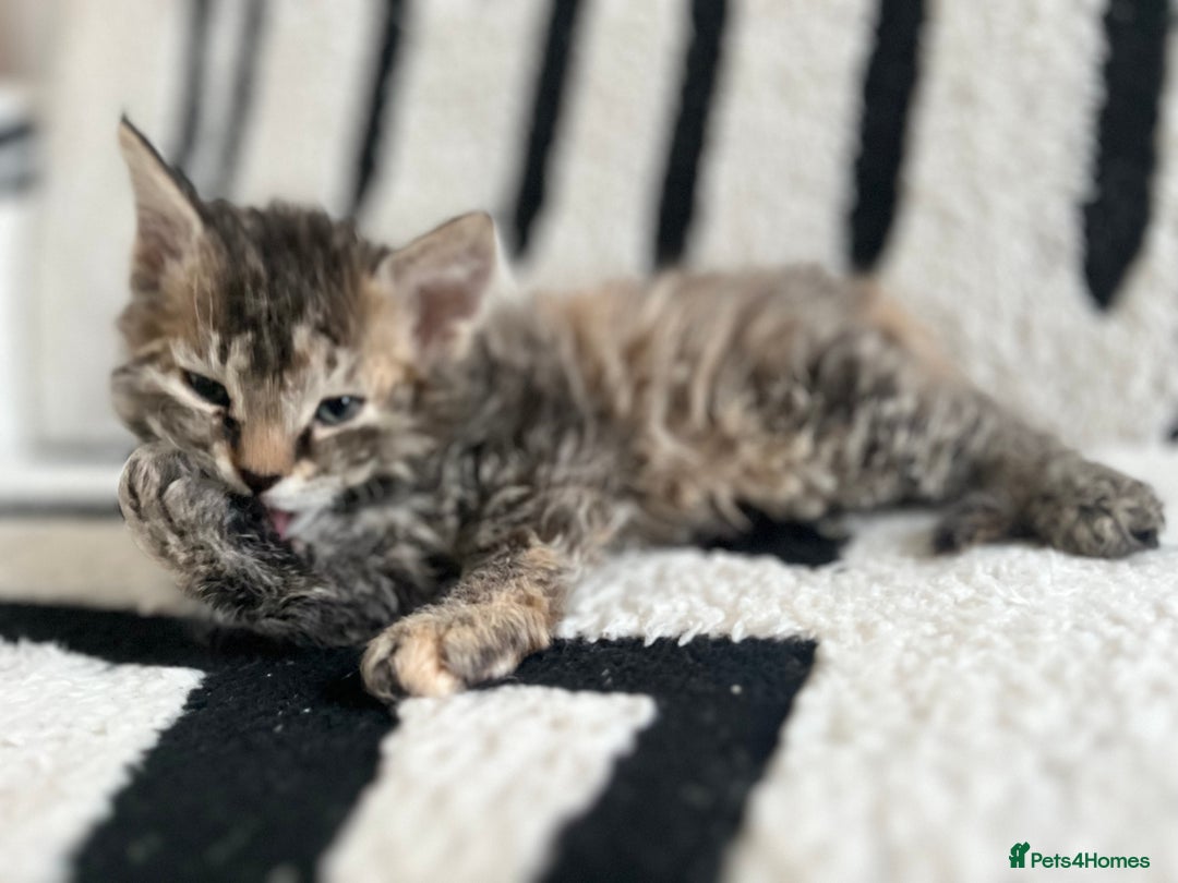 Domestic Shorthair cats for sale: Black-white-Ginger kitten - Advert 22