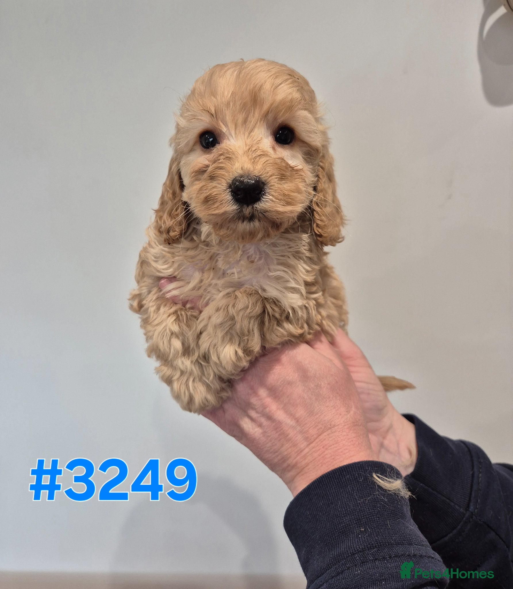 Cocker Spaniel dogs Cockapoo Puppies - Advert 4