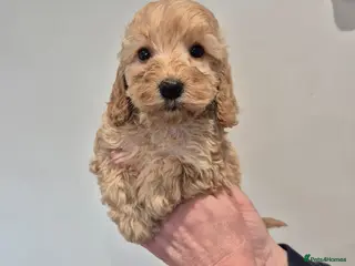 Cocker Spaniel dogs Cockapoo Puppies - Advert 4