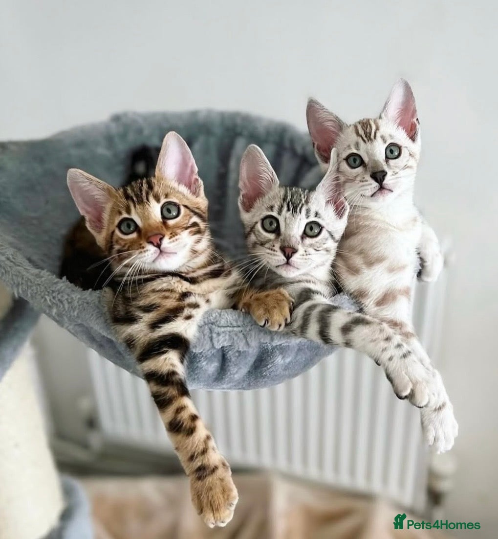 Bengal cats 🌟Pedigree bengal kittens🌟 - Advert 2