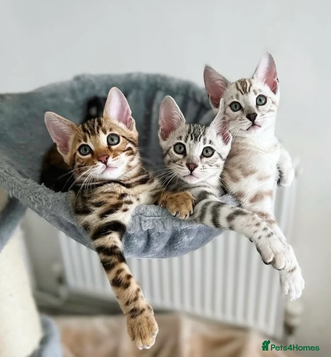 Bengal cats for sale: 🌟Pedigree bengal kittens🌟 - Advert 1