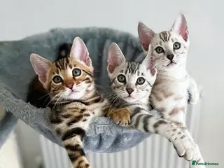 Bengal cats 🌟Pedigree bengal kittens🌟 - Advert 2