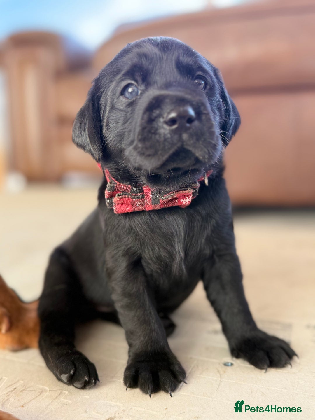 Labrador Retriever dogs for sale: Beautiful chunky litter of black pups  - Advert 25