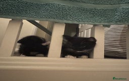 Bombay cats for sale: Cute Kittens for sale  - Image 13
