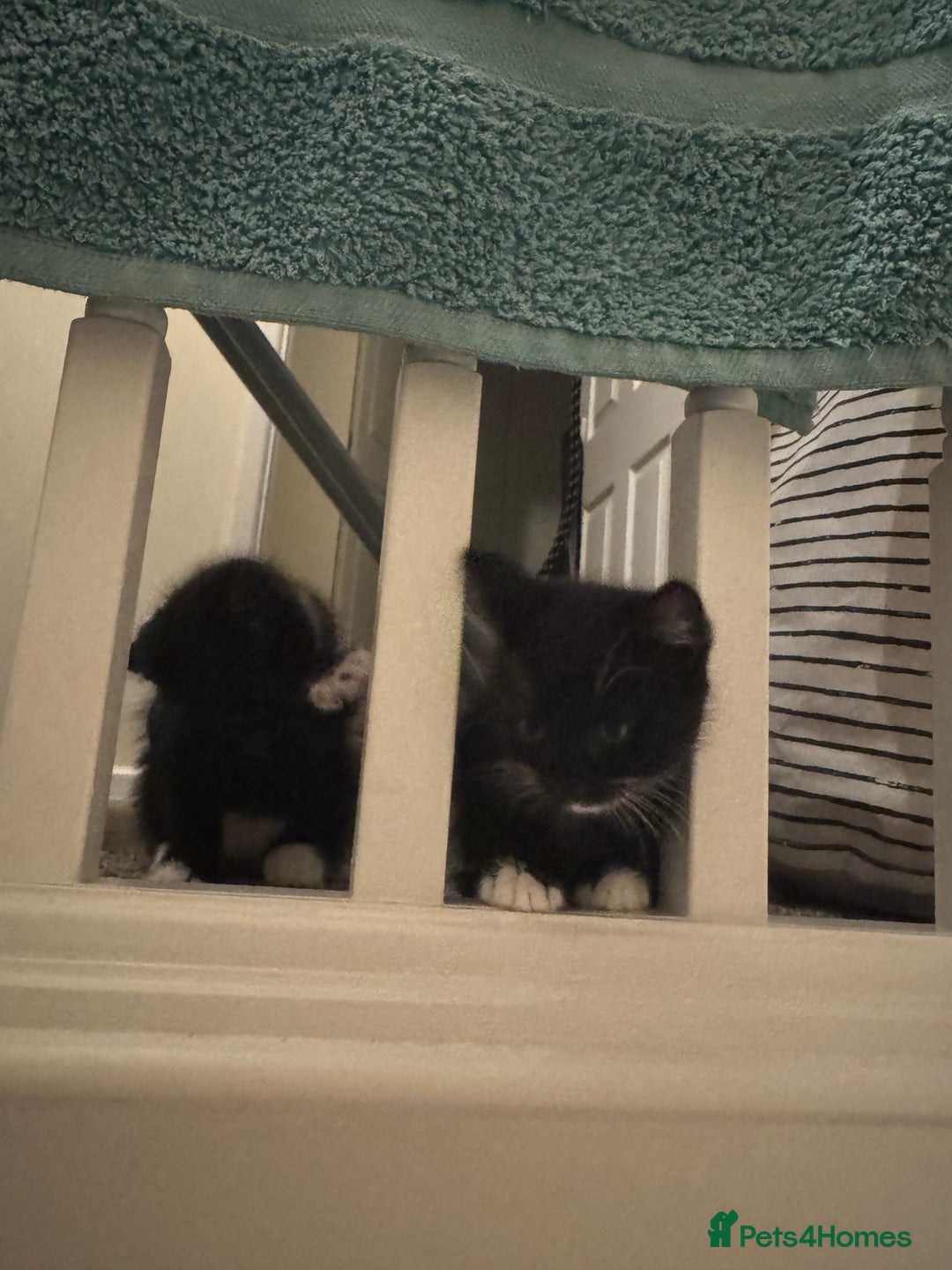Bombay cats for sale: Cute Kittens for sale  - Image 13