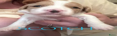 Scotch 