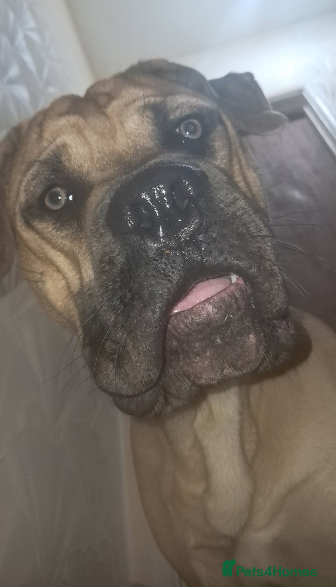 Cane Corso dogs for sale: Young cane corso available - Advert 1