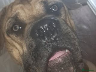 Cane Corso dogs Young cane corso available - Advert 17