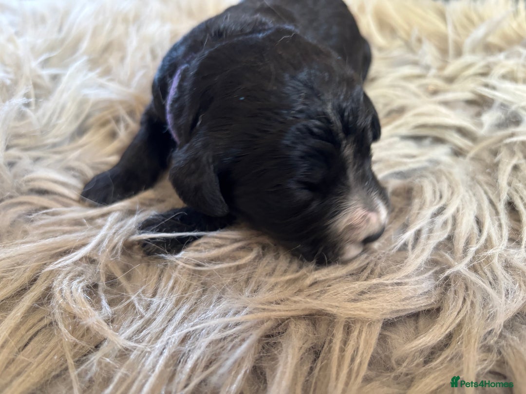 Goldendoodle dogs for sale: 12 Stunning Goldendoodles - Image 2