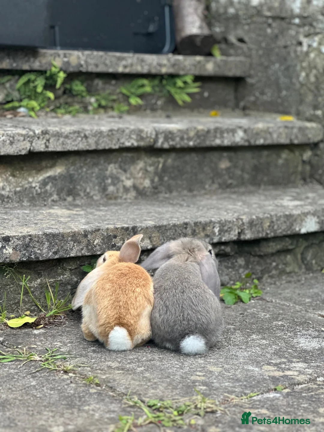 Mixed Breed rabbits for sale: x2 Male Rabbits in Bradford-on-Avon - Advert 2