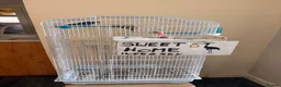 Lovebirds birds for sale: 2 lovebirds and a budgie looking for a loving home in Dewsbury - Advert 3