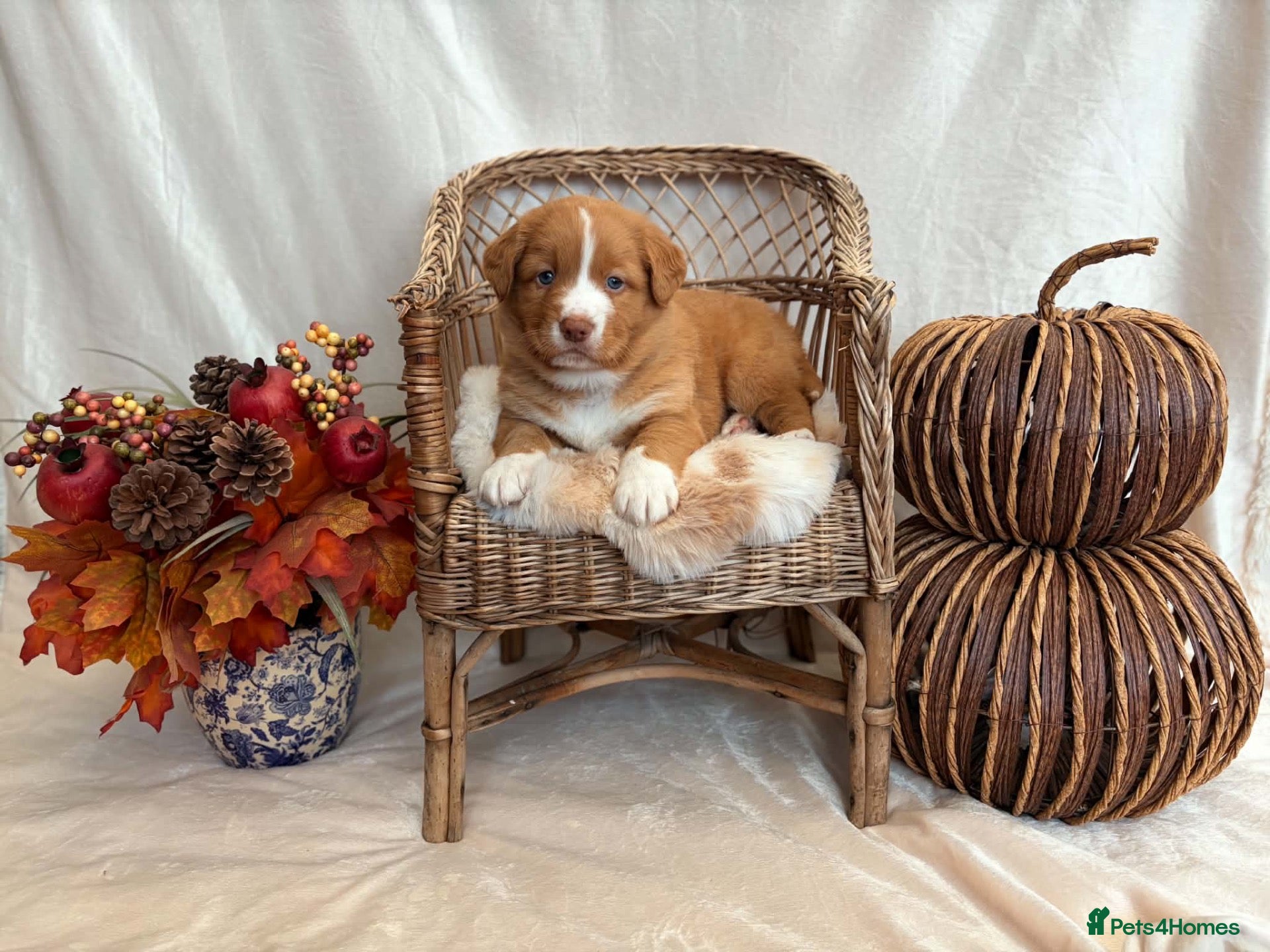 Nova Scotia Duck Tolling Retriever dogs for sale: OUTSTANDING LITTER OF NSDTR PUPS. - Advert 4