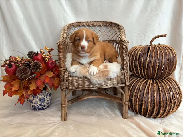Nova Scotia Duck Tolling Retriever dogs for sale: OUTSTANDING LITTER OF NSDTR PUPS. - Advert 4